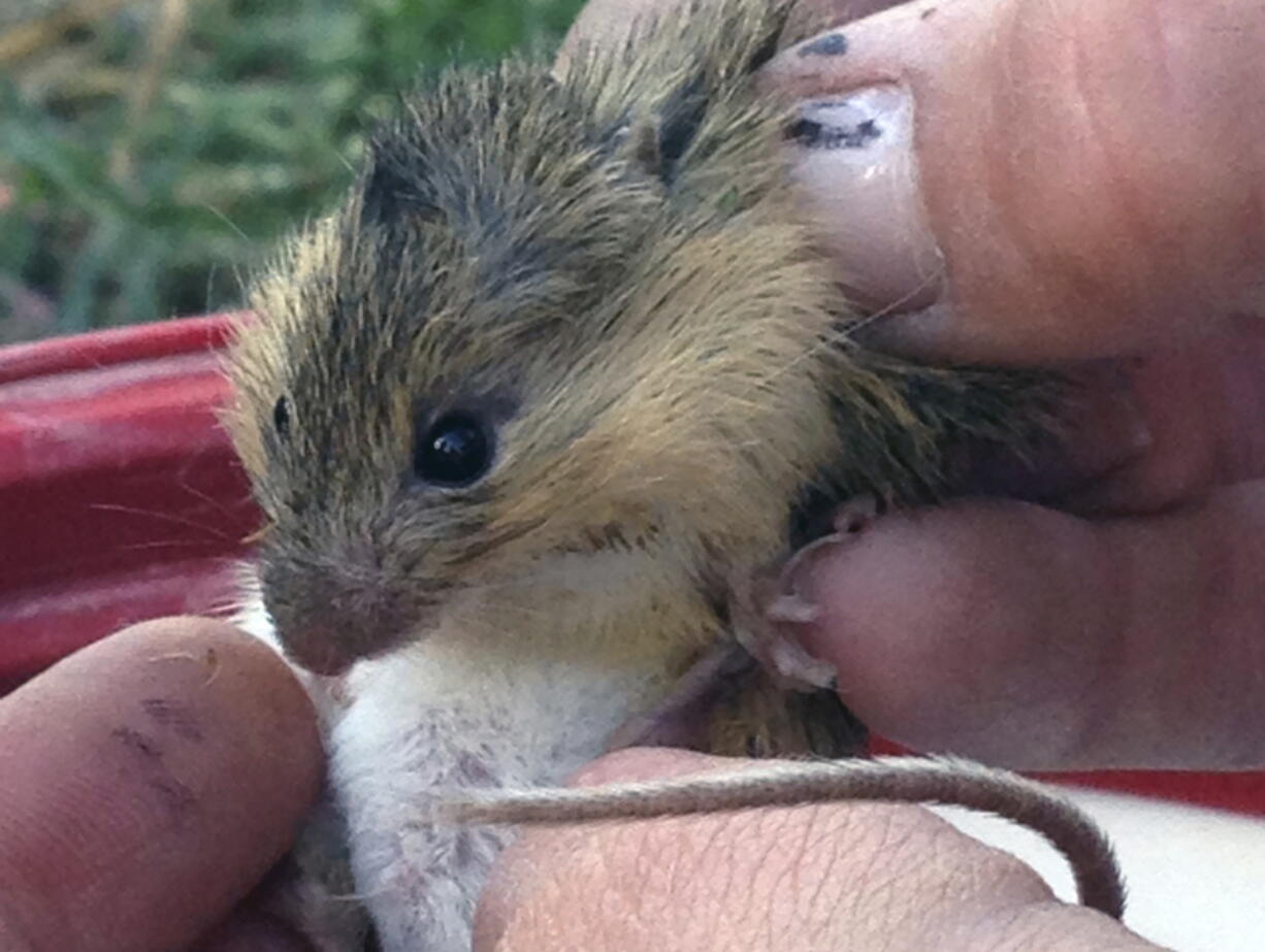 Debra Hill weighing a New Mexico meadow jumping mouse, which was trapped during survey efforts on the Bosque del Apache National Wildlife Refuge, N.M., on June 2014. Biologists spent weeks in three New Mexico national forests searching for signs of the elusive, endangered mouse. (Stacey Stanford/U.S.