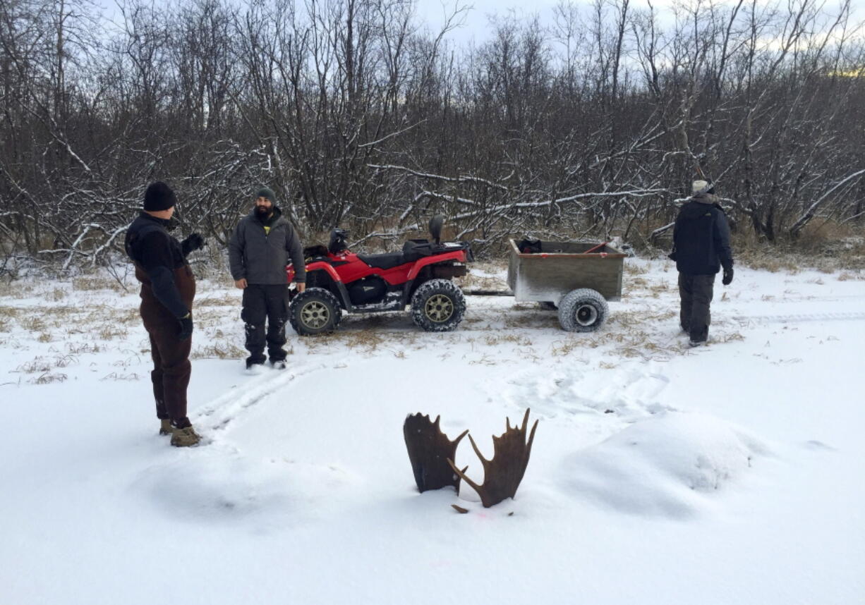 In this Nov. 12, 2016 photo, provided by Jeff Erickson, shows moose antlers after two moose were frozen mid-fight and encased in ice near the remote village of Unalakleet, Alaska, on the state&#039;s western coast. The unusual discovery was made Nov. 2, by a Unalakleet teacher showing a friend around a slough at a bible camp where the teacher is a volunteer camp steward.