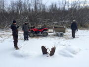 In this Nov. 12, 2016 photo, provided by Jeff Erickson, shows moose antlers after two moose were frozen mid-fight and encased in ice near the remote village of Unalakleet, Alaska, on the state&#039;s western coast. The unusual discovery was made Nov. 2, by a Unalakleet teacher showing a friend around a slough at a bible camp where the teacher is a volunteer camp steward.