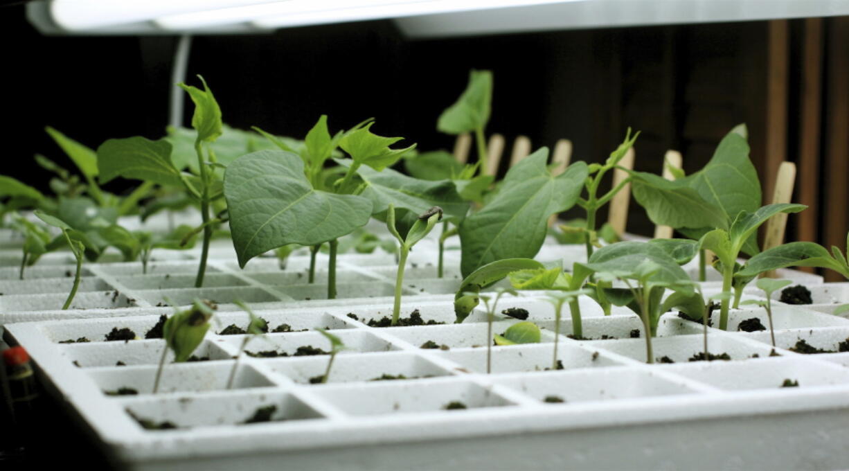 Sun-loving vegetables can be cultivated indoors in winter with enriched supplemental lighting. But choose the right plant combinations for your four-season gardening.