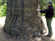 Dennis Seidman of the U.S. Forest Service measures the Big Tree in May 2000. Growing on the southern flanks of Mount Adams, the tree grew to 202 feet tall and 84 inches in diameter. It was estimated to be between 370 and 500 years old.