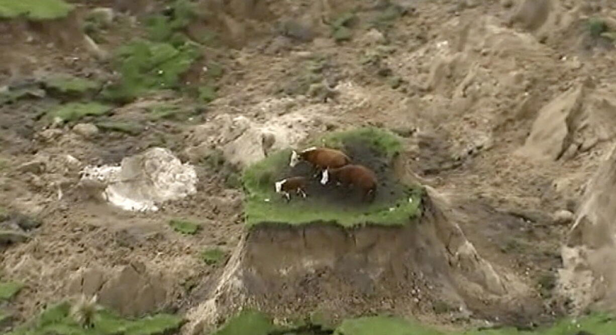 In this image from video, three cows are stranded on an island of grass in a paddock that had been ripped apart in Monday&#039;s earthquake near Kaikoura, New Zealand.