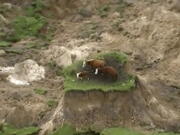 In this image from video, three cows are stranded on an island of grass in a paddock that had been ripped apart in Monday&#039;s earthquake near Kaikoura, New Zealand.