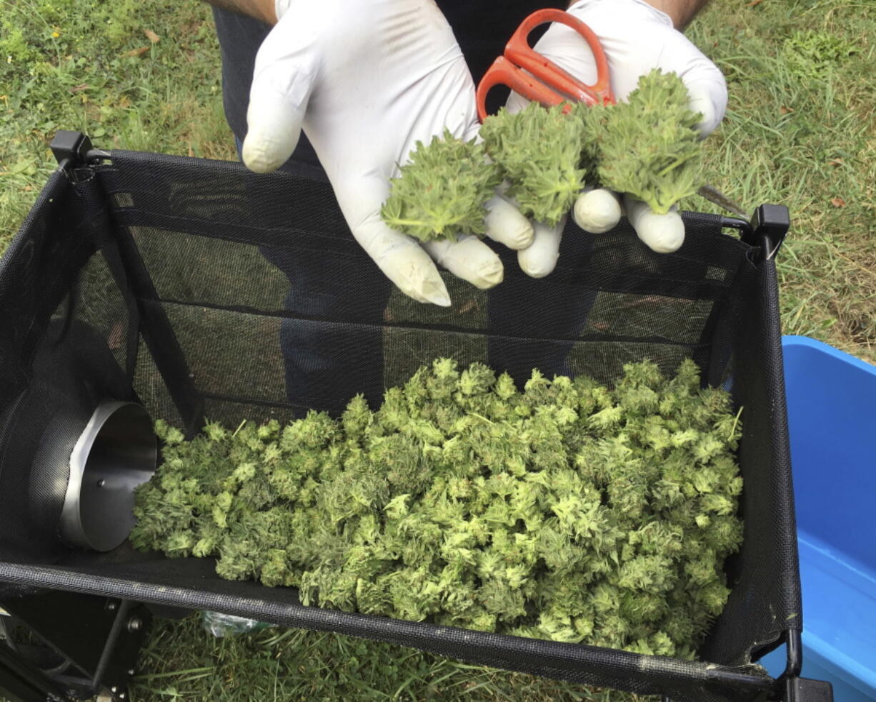 A marijuana harvester examines buds as they go through a trimming machine in a rural area near Corvallis, Ore. Some 30 counties and cities in Oregon approved some type of marijuana businesses in the election and all now must establish rules for them in less than seven weeks.