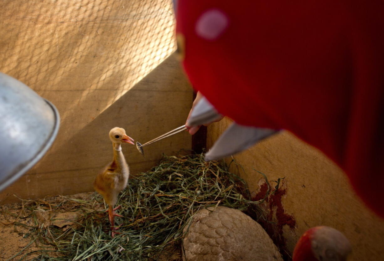 Bird keeper Sarawut Wongsombat uses a crane costume to feed eight-day-old sarus crane chick at the Korat Zoo hatchling center, in Nakhorn Ratchasima, Thailand.