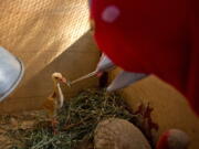 Bird keeper Sarawut Wongsombat uses a crane costume to feed eight-day-old sarus crane chick at the Korat Zoo hatchling center, in Nakhorn Ratchasima, Thailand.