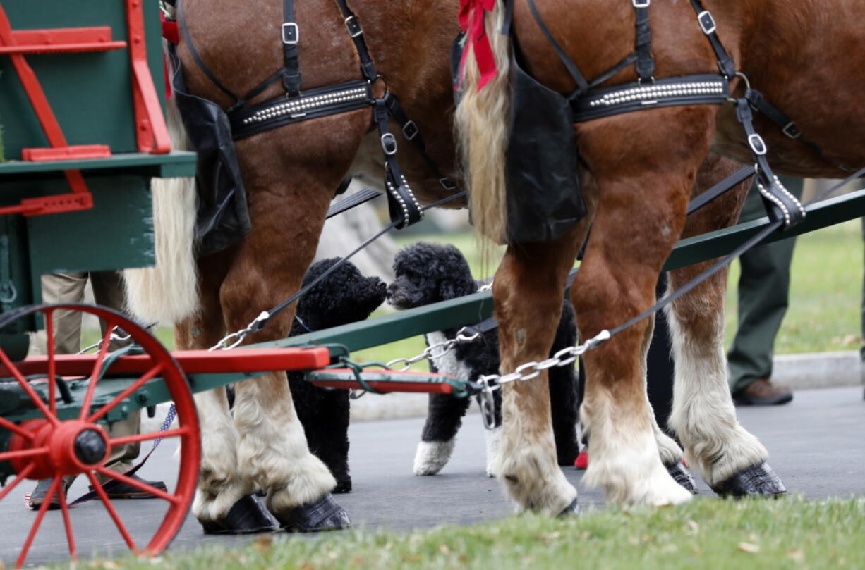 The Obamas&#039; dogs Sunny and Bo check out the horses Nov. 25 prior to first lady Michelle Obama receiving the Official White House Christmas Tree.