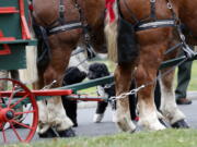 The Obamas&#039; dogs Sunny and Bo check out the horses Nov. 25 prior to first lady Michelle Obama receiving the Official White House Christmas Tree.