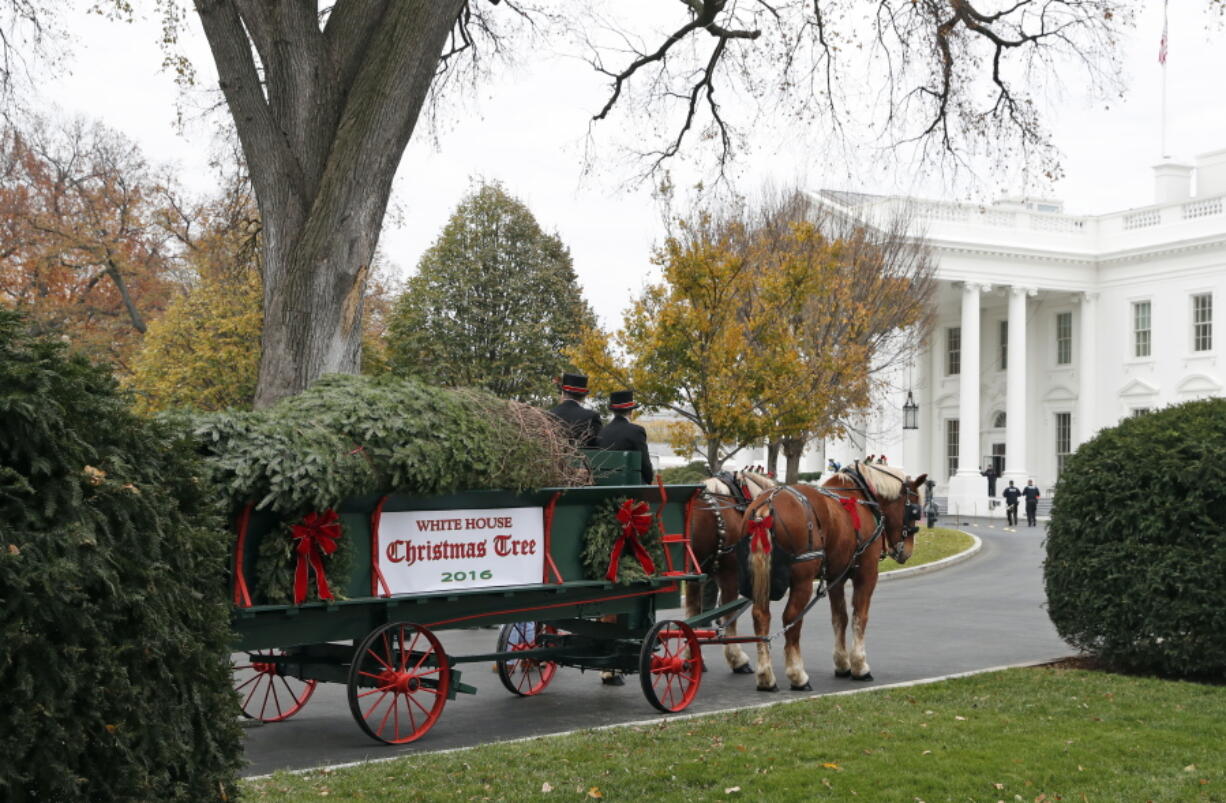 The Official White House Christmas Tree arrives at the White House in Washington on Friday where first lady Michelle Obama accepted it. The Balsam-Veitch fir from Mary and Dave Vander Velden, of Oconto, Wis., is 19 feet tall and 12 feet wide.