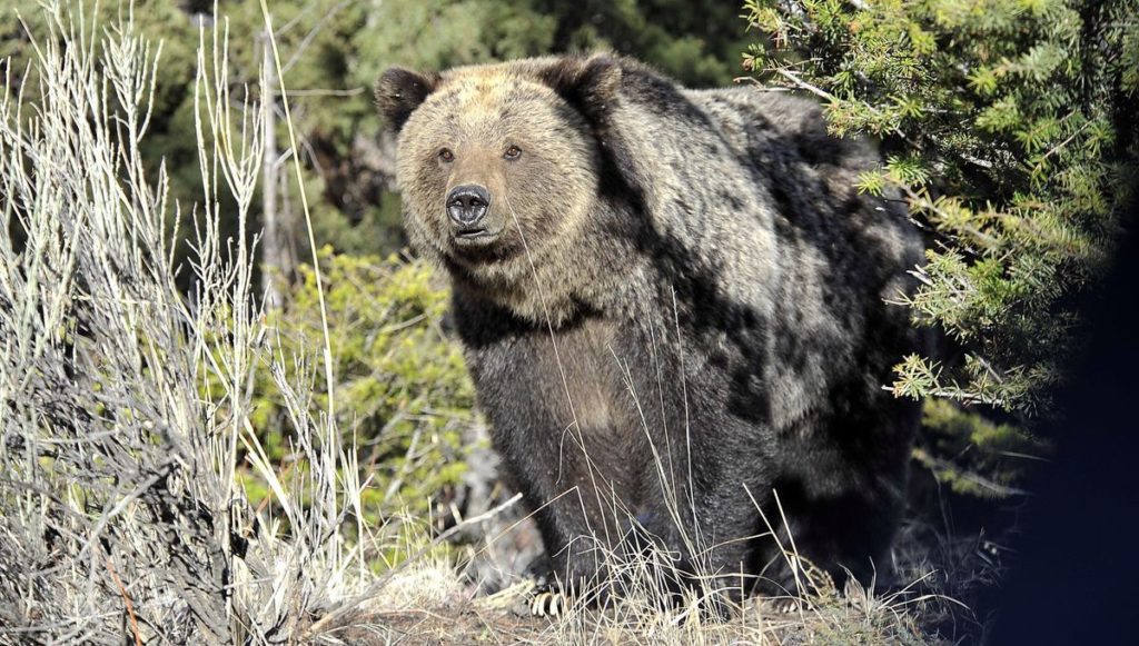 Hunting and Butchering Wild Black Bear