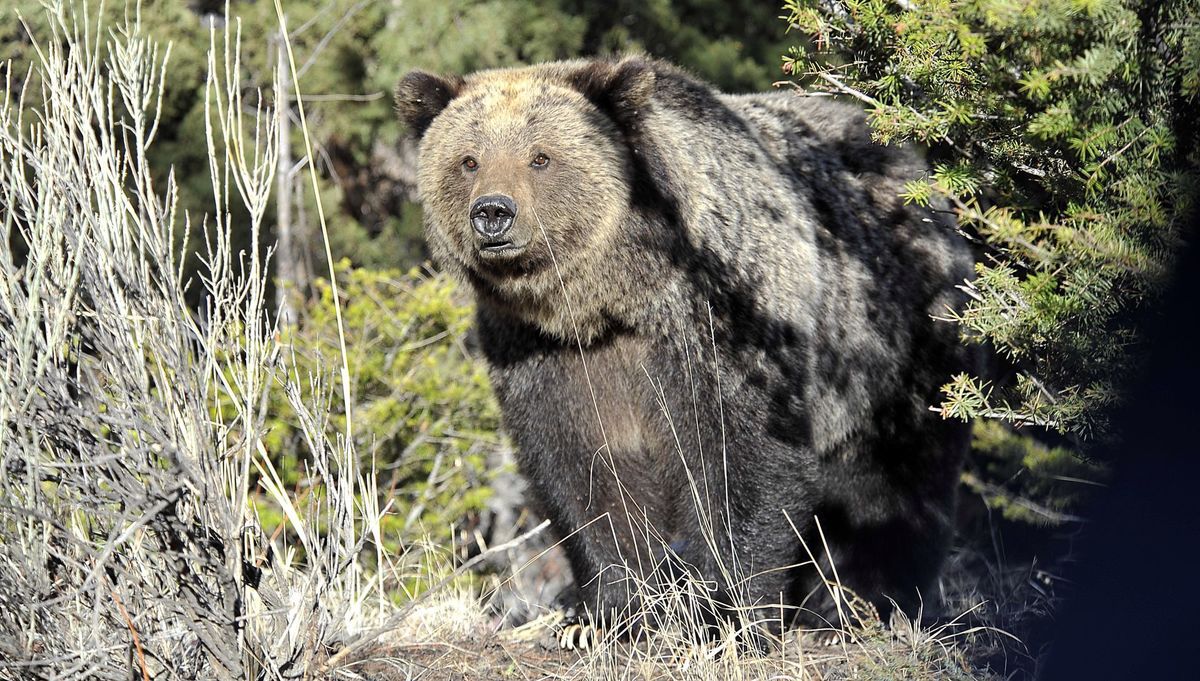 Hunting in grizzly bear country poses questions - The Columbian