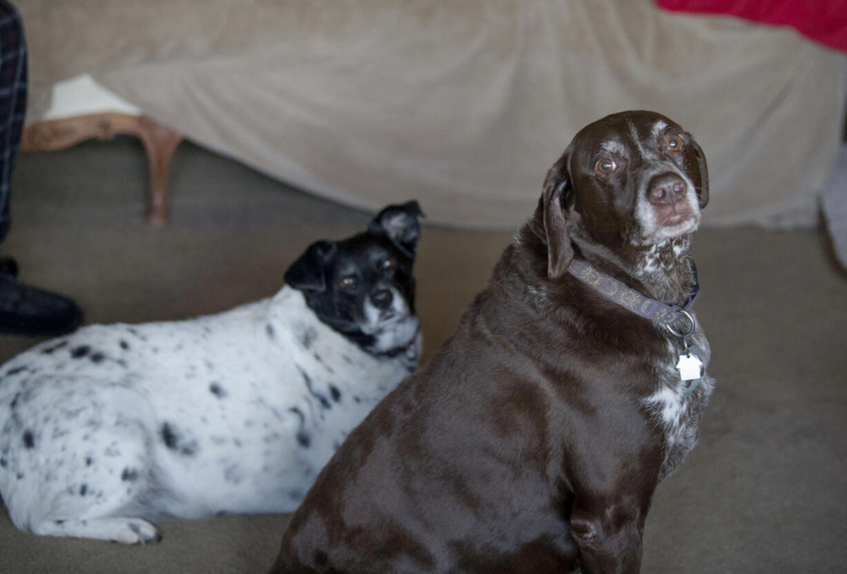 Faith, left, and Max, the 10-year-old dogs of Orchards resident John Schumacher, were adopted Monday by a Vancouver woman.