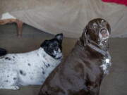 Faith, left, and Max, the 10-year-old dogs of Orchards resident John Schumacher, were adopted Monday by a Vancouver woman.