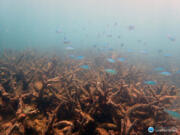 Staghorn corals killed by coral bleaching are seen on Bourke Reef, on the Northern Great Barrier Reef in November.