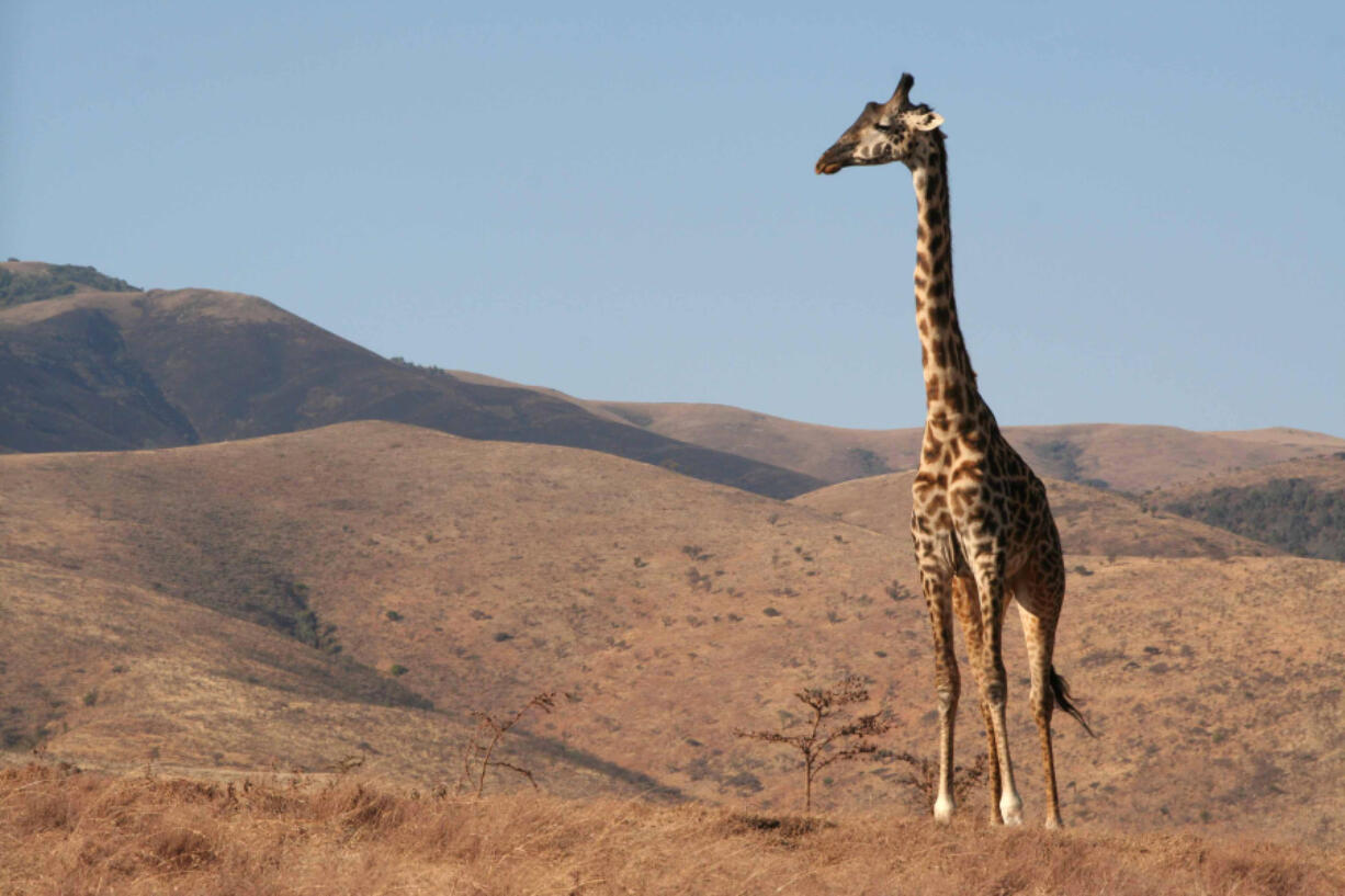 A giraffe stands on the outskirts of Nogorongoro Crater National Park in Tanzania in 2006.