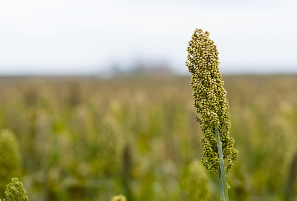 Sorghum spike.