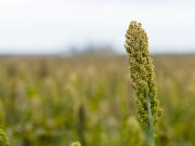 Sorghum spike.