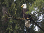 A bald eagle is perched in a tree as it surveys activity along a rural Vancouver road Feb. 4, 2015.