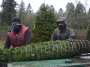 Rodolfo Valle, left, and Eduardo Garcia bale up one of roughly 100 Christmas trees at La Center Farms, which will be shipped to a marine base in California through the Trees for Troops program.