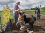 Jordan Richards of Camas, in pink sweatshirt, shares treats at Stevenson Off Leash Dog Park in April. The Washougal park closed in November but will reopen temporarily in January and remain open through April 28.