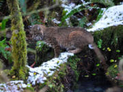 A bobcat waits patiently for a salmon to come within range in Olympic National Park&#039;s Hoh Rain Forest earlier this month.