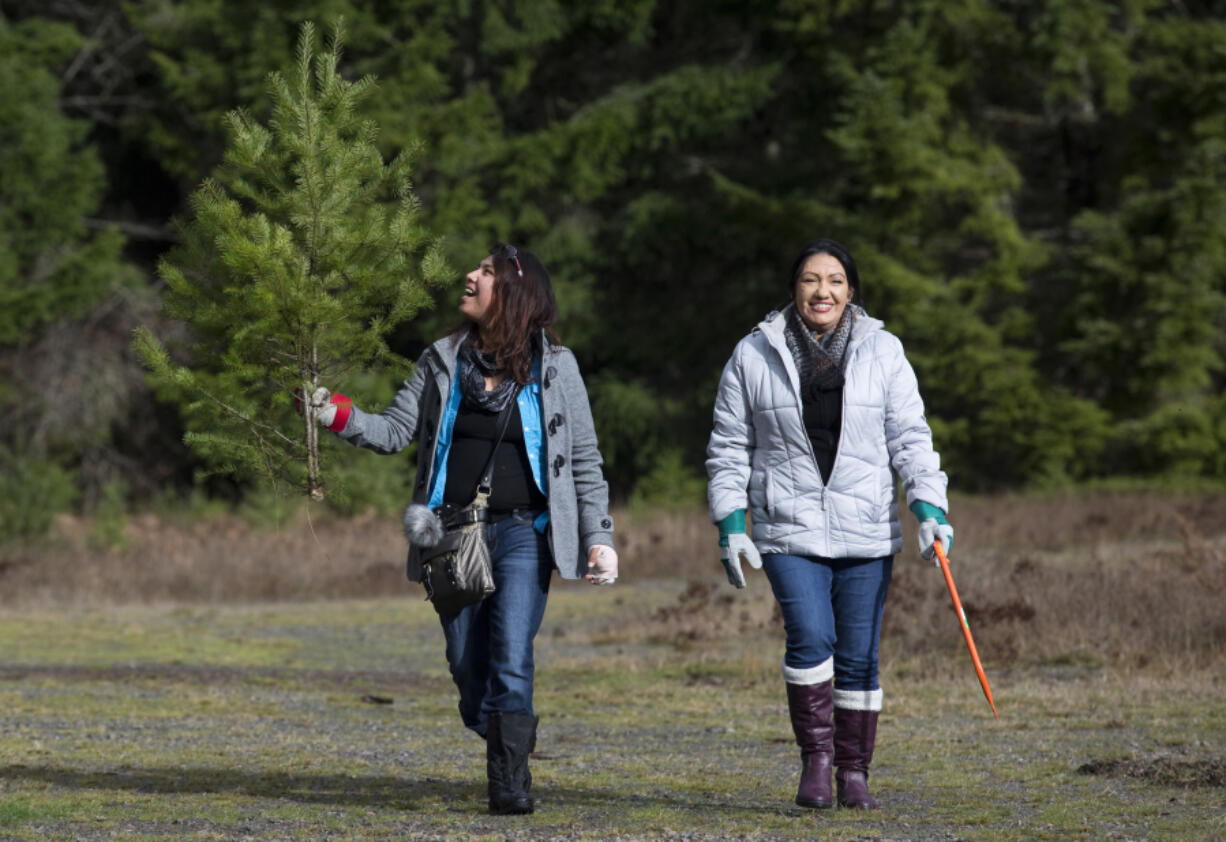 Ledella Lee, left, and Kim Castillo walk with a Christmas tree they cut in the Gifford Pinchot National Forest near Carson on Saturday.