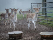 Darrell Deschand&#039;s herd of fallow deer, a species originating from Eurasia, gathers for breakfast in Hockinson one morning earlier this month.