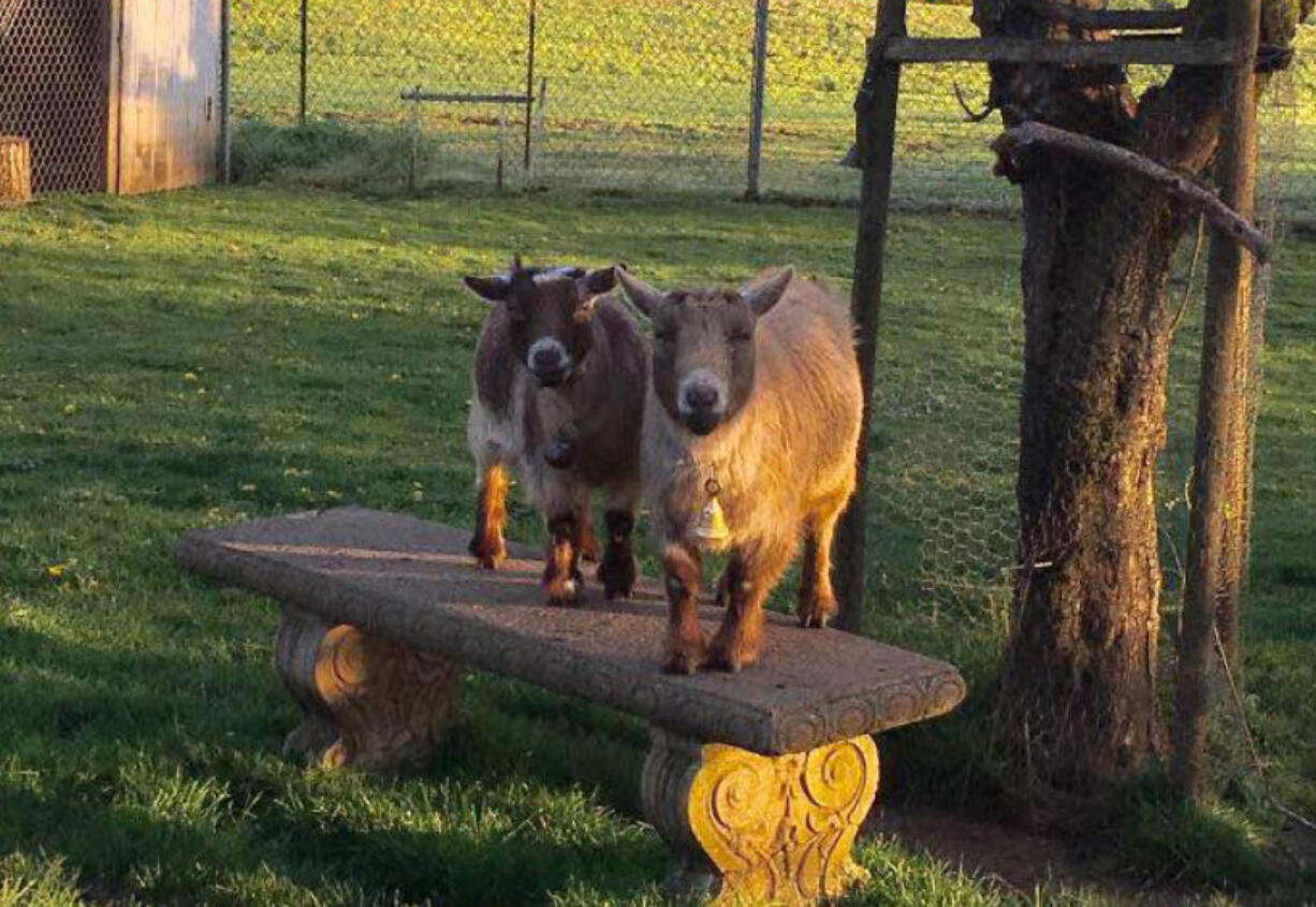 Coco and Ginger, two goats owned by JR Robertson, were shot and killed sometime between Sunday morning and Monday morning. The goats were popular in Vancouver&#039;s Truman neighborhood, where they could be seen from a path near state Highway 500.