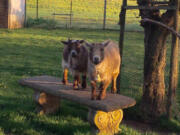 Coco and Ginger, two goats owned by JR Robertson, were shot and killed sometime between Sunday morning and Monday morning. The goats were popular in Vancouver&#039;s Truman neighborhood, where they could be seen from a path near state Highway 500.