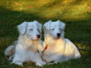 Challenge and Baby Girl are two double merle Australia shepherds that are both deaf and visually impaired. The condition was caused due to a genetic defect.