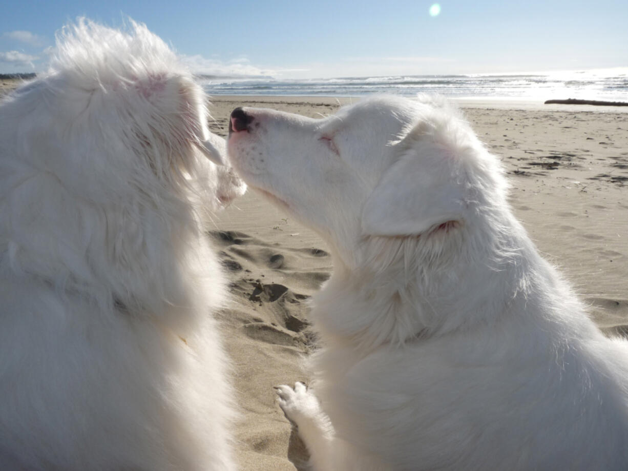 Baby Girl sniffs Challenge during a trip to the Oregon Coast. The two double merle Australia shepherds,  both deaf and visually impaired, enjoy spending time at the Oregon Coast with owners Dan and Viki Eierdam.