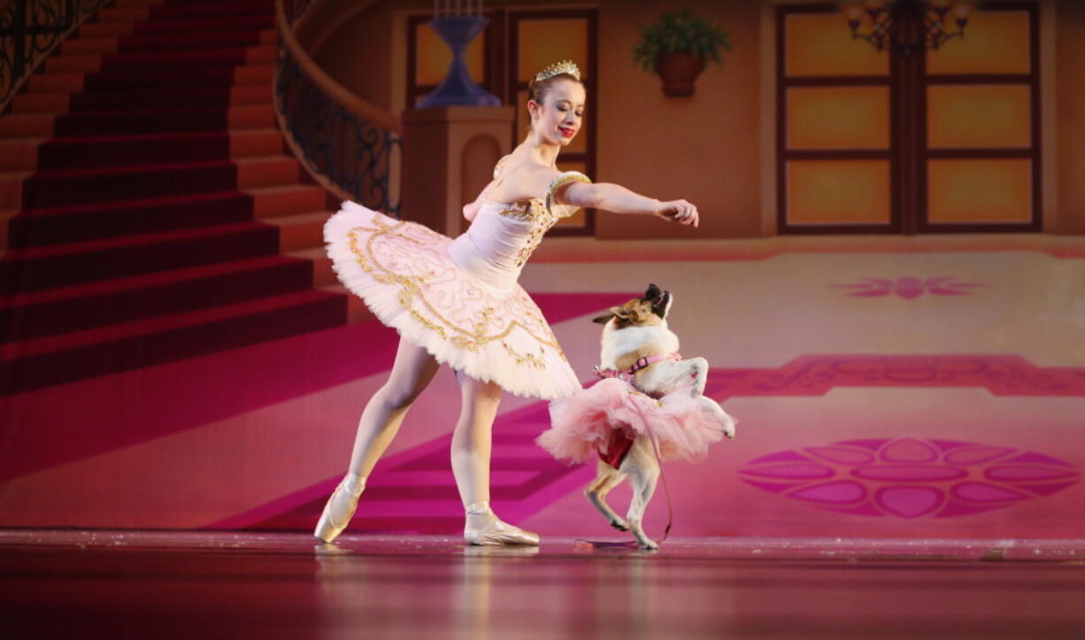 Performing as the Sugar Plum Fairy, Katherine Free, left, dances with Pig, the dog, Dec. 8 during the Birmingham&#039;s Ballet Mutt-cracker, a rendition of the famous ballet &quot;The Nutcracker,&quot; in Birmingham, Ala. Pig was a featured performer, wearing a pink tutu and dancing alone with the Sugar Plum Fairy in Act 2.