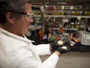 PNNL microbiologist George Bonheyo displays ordinary sawdust, left, on Dec. 14 and how it appears after being chemically modified to be exceptionally oil-attracting and buoyant, ideal for cleaning up oil spills in the Arctic.