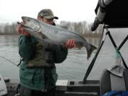 Spring chinook caught in the lower Columbia River are considered among the finest eating salmon in the world.