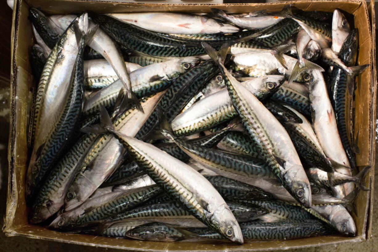 Fresh fish rest on ice, displayed for sale at the Fulton Fish Market in New York.