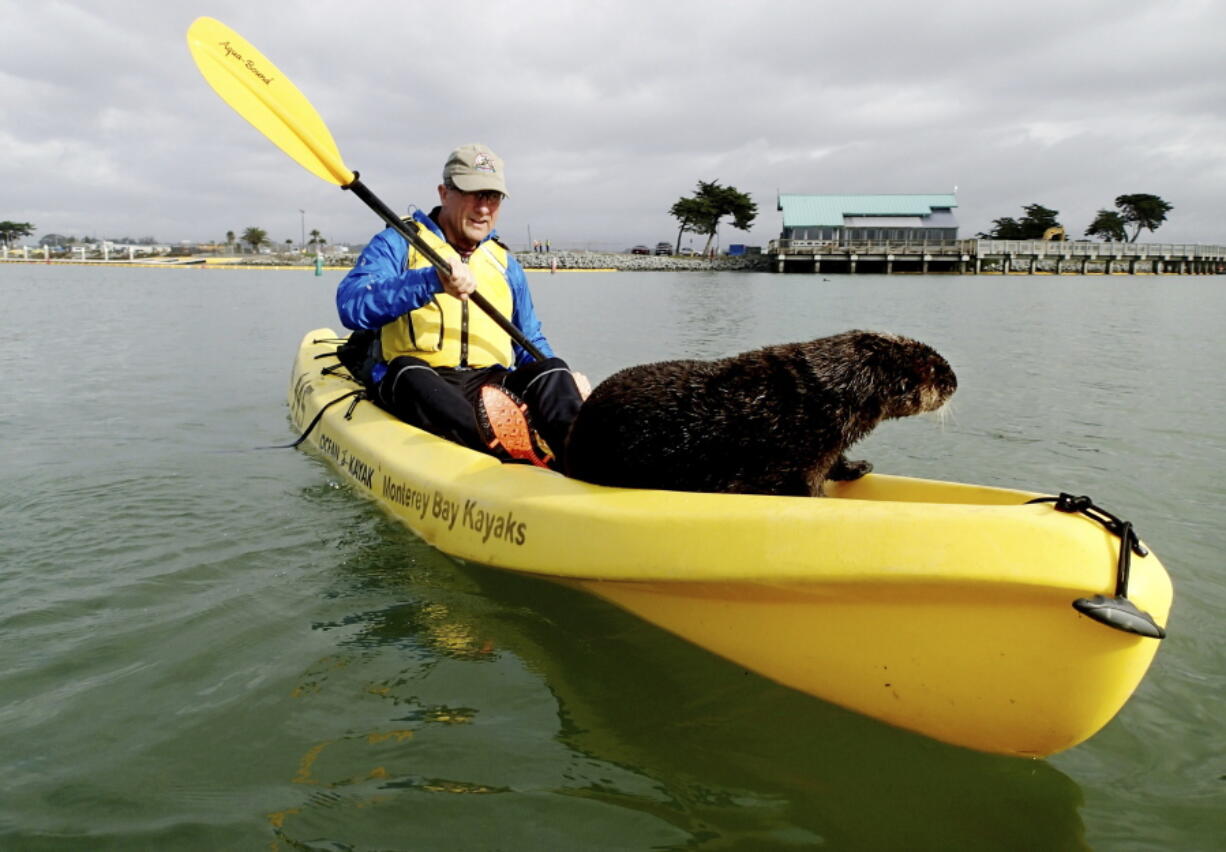 This Nov. 28 photo provided by Heather VanNes shows a friendly sea otter after it jumped aboard a kayak piloted by her husband, John Koester, while both were kayaking in a slough near Moss Landing, Calif. The couple were celebrating a birthday when the animal jumped into one of their kayaks and made itself at home.