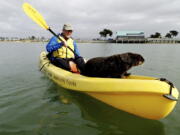 This Nov. 28 photo provided by Heather VanNes shows a friendly sea otter after it jumped aboard a kayak piloted by her husband, John Koester, while both were kayaking in a slough near Moss Landing, Calif. The couple were celebrating a birthday when the animal jumped into one of their kayaks and made itself at home.