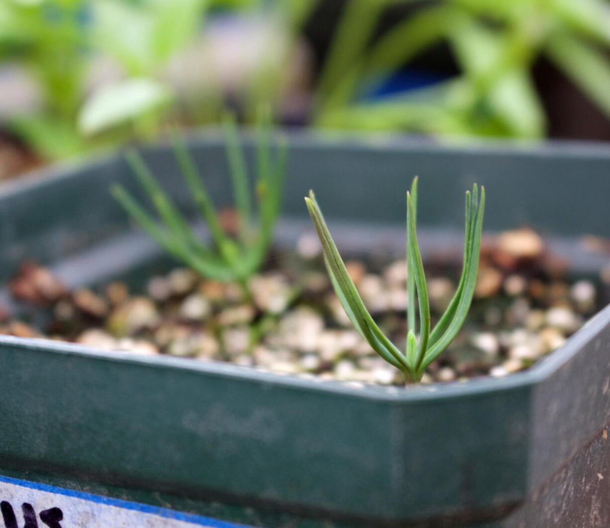 Pines sprout in New Paltz, N.Y. Growing a Christmas tree from seed may take 10 years but is very satisfying.