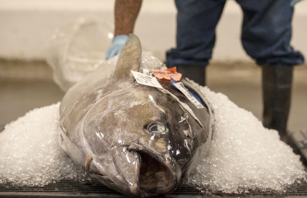 An ice-packed ahi tuna waits to be auctioned June 18, 2015, at the United Fishing Agency in Honolulu.