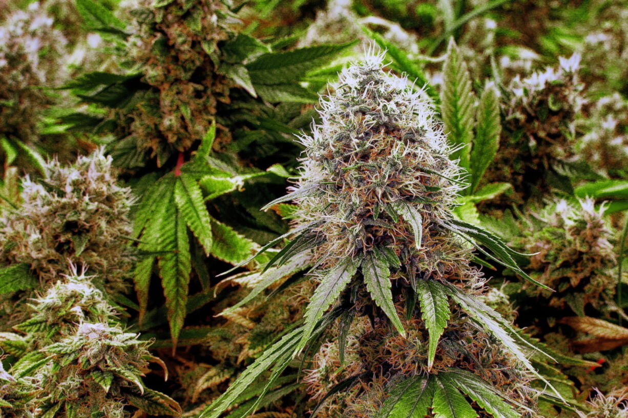 Marijuana plants with their buds covered in white crystals at a medical marijuana cultivation center in Albion, Ill. U.S. women are increasingly using marijuana during pregnancy, sometimes to treat morning sickness, new reports suggest. Though the actual numbers are small, the trend raises concerns because of evidence linking the drug with low birth weights and other problems.