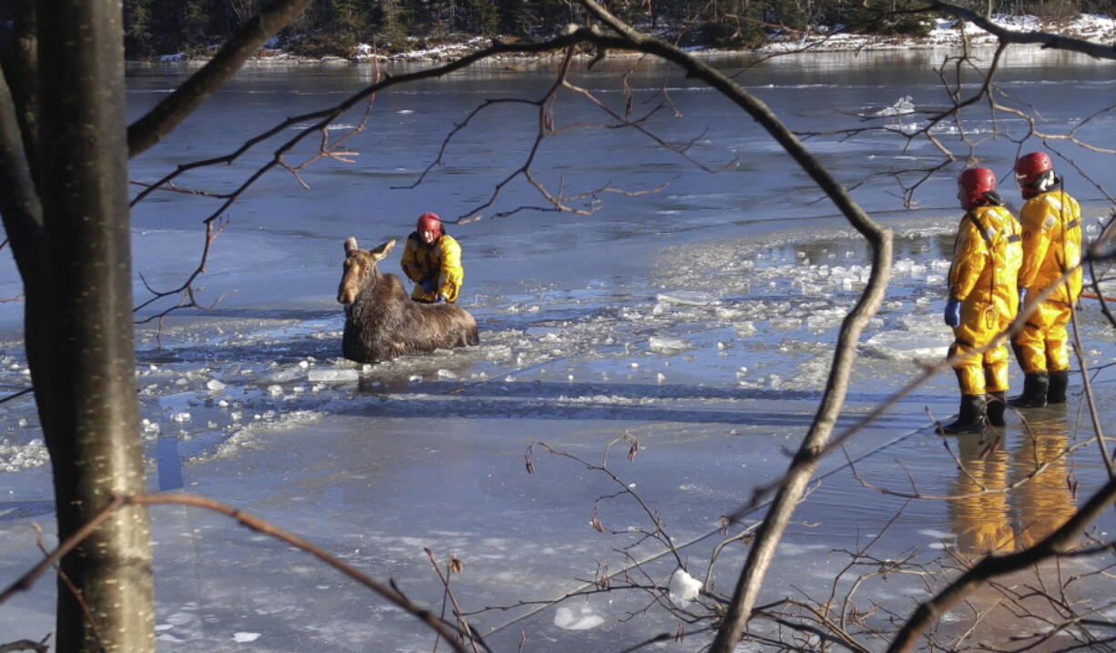 Shediac firefighters lead a moose to shore after it fell through the ice on the Shediac River in Shediac, New Brunswick. The Shediac fire department was responding to a call from a homeowner saying the moose was stuck in ice.