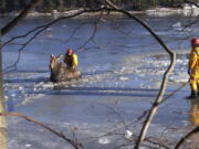 Shediac firefighters lead a moose to shore after it fell through the ice on the Shediac River in Shediac, New Brunswick. The Shediac fire department was responding to a call from a homeowner saying the moose was stuck in ice.