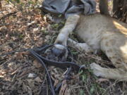 A 1-year-old lion is shown with its paw caught in a poacher&#039;s trap in Gorongosa National Park in Mozambique. Park staff found the lion hours after he was trapped in mid-2015, then treated and released him. Some lions in the park have survived such injuries and went on to mate and hunt, though female lions with such injuries are unable to raise cubs successfully. The park&#039;s management is trying to rebuild the lion population in Gorongosa, where much of the wildlife was almost wiped out during the Mozambican civil war that ended in 1992.