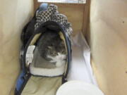 Bella, a 4-year-old pet cat belonging to a Canadian woman who authorities say managed to hide her in a handbag during a flight across the Pacific Ocean sits in a cage in New Zealand&#039;s Auckland Airport. The woman was refused entry into the New Zealand and was forced to catch the next flight home with her cat after she tried to smuggle it across the border.