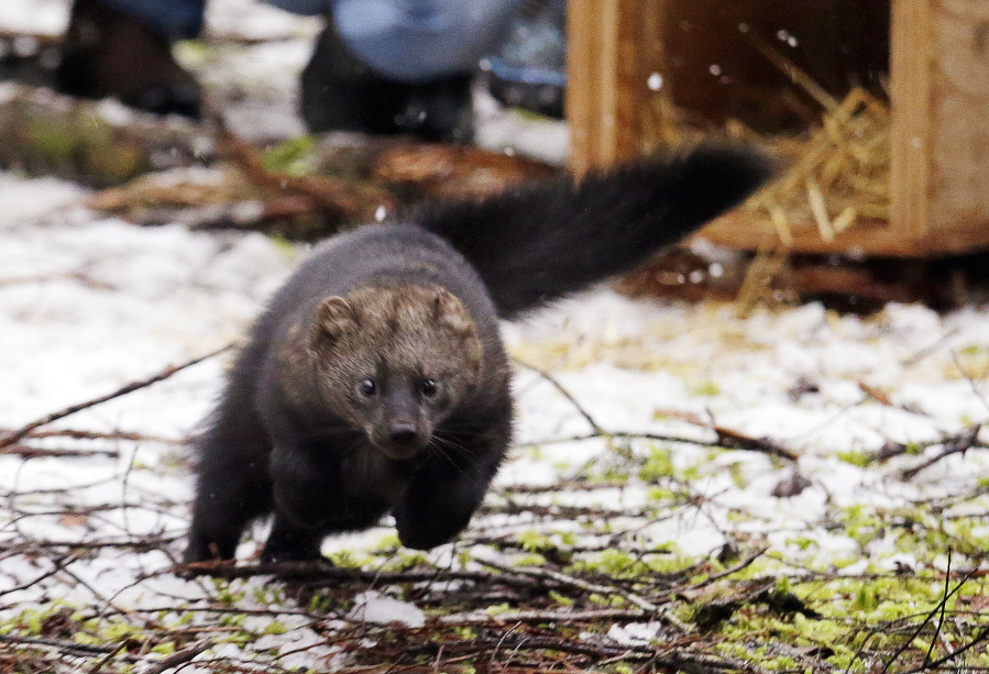 Fisher Weasel in PA