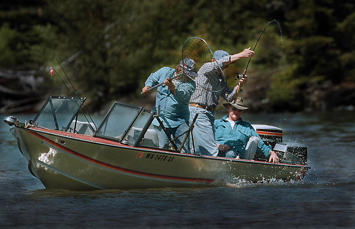 Anglers attempt to bring a spring chinook to the net at the mouth of Wind River.