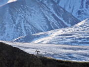 A Dall sheep lounging on a ridge line in Denali National Park and Preserve, Alaska. Denali marks its centennial as a national park in 2017, and Alaska marks 150 years since it was transferred from Russia to the United States. Alaska is on several lists for where to go in the new year.