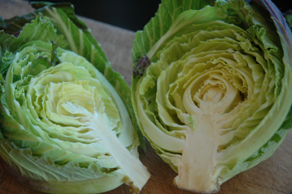 Savoy cabbages are valued for their tenderness. This variety is called Deadon.