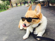 California first dog Sutter, a Welch corgi and Gov. Jerry Brown&#039;s best friend, takes a break.