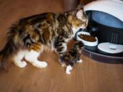 The Catspad debuted at CES this year in las Vegas.  The automatic feeding device can track the feeding habits of multiple cats using identification microchips.